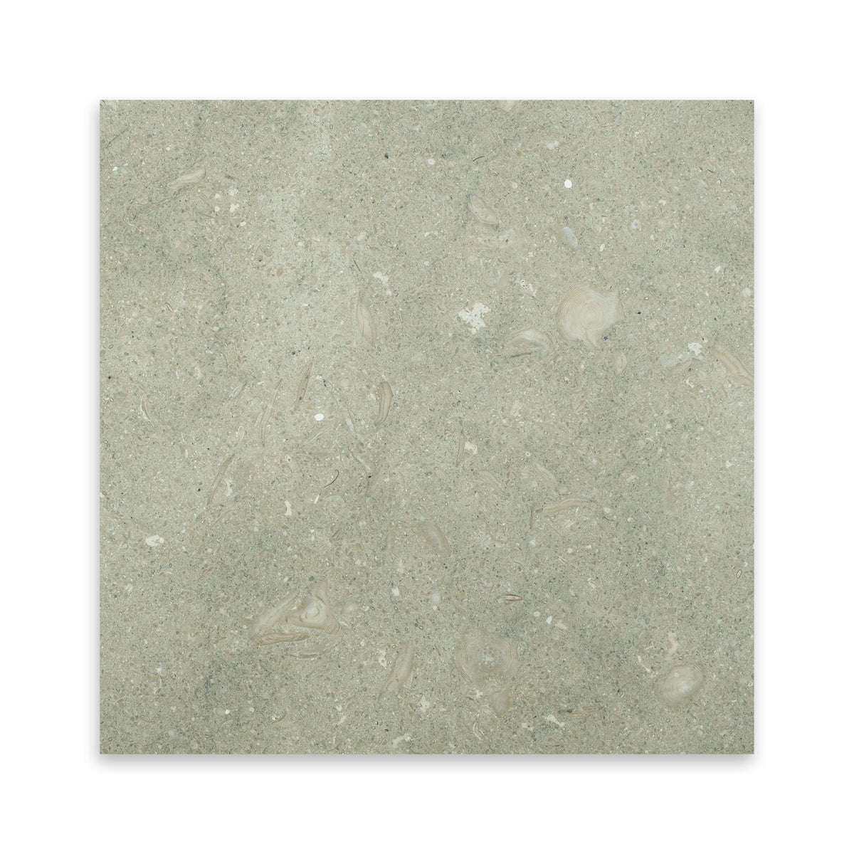 Seagrass Honed Limestone Tile 12x12