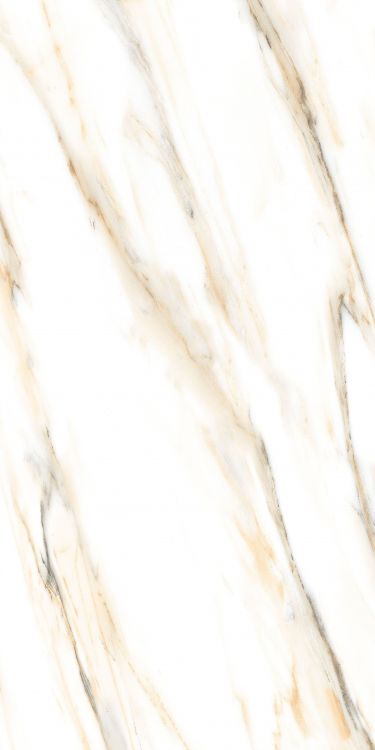 AGL Calacatta Gold Tile Polished 24 x 48