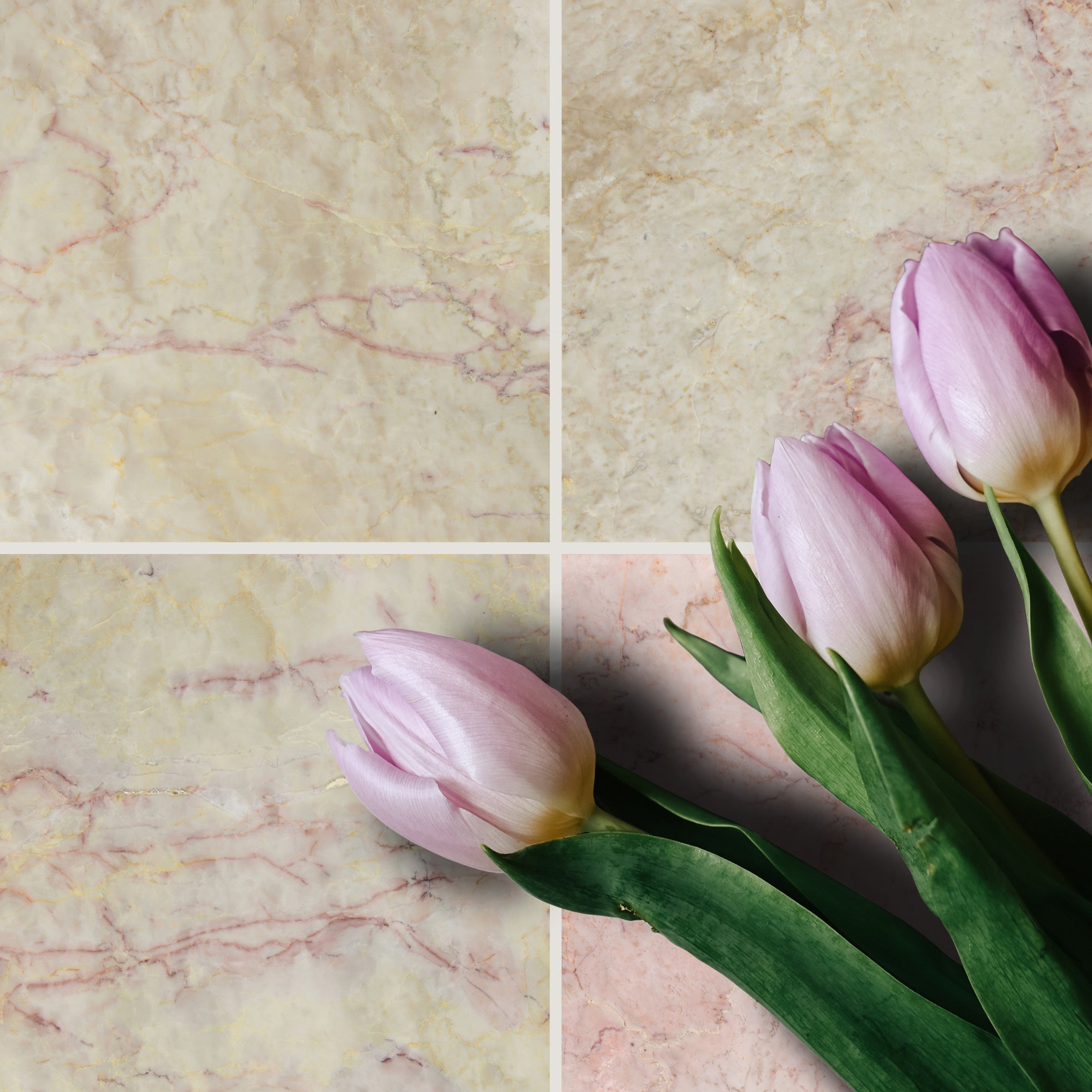 Cherry Blossom  18x18 Polished